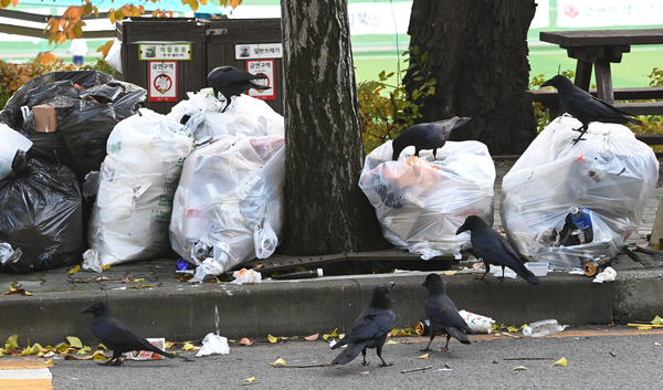 수원 점령한 ‘검은 무리’… 또 길거리 무차별 테러