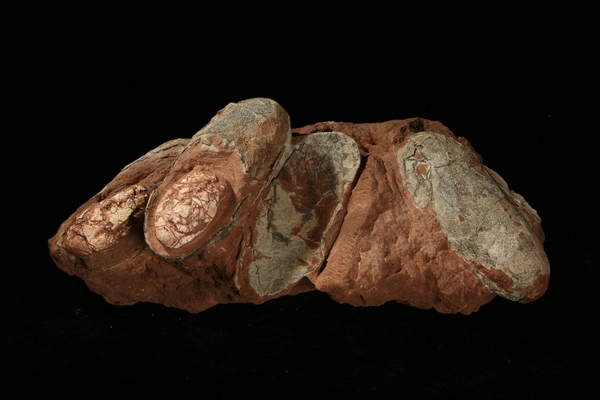 우석헌자연사박물관 상설전시실에 전시된 공룡의 유정란 화석. /우석헌자연사박물관 제공