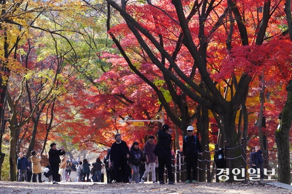 서울대학교 안양수목원에서 가장 인기 있는 장소로 꼽히는 단풍나무 언덕에서 탐방객들이 울긋불긋 물든 단풍을 즐기고 있다. 2025.11.12 안양/박상일기자 metro@kyeongin.com