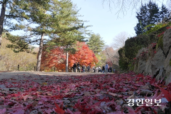 빨간 단풍잎이 바닥에 가득한 서울대학교 안양수목원에서 탐방객들이 가을 정취를 만끽하고 있다. 2025.11.12 안양/박상일기자 metro@kyeongin.com