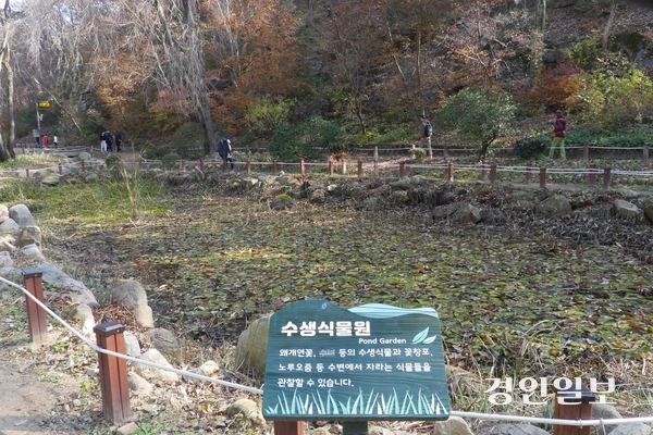 서울대 안양수목원 수생식물원은 연꽃과 꽃창포 등을 만날 수 있는 곳으로, 내년 봄·여름이면 활짝 핀 연꽃과 창포·붓꽃 등을 볼 수 있을 것으로 기대된다. 2025.11.12 안양/박상일기자 metro@kyeongin.com