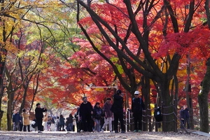단풍나무 언덕길 따라 울긋불긋 물든 가을