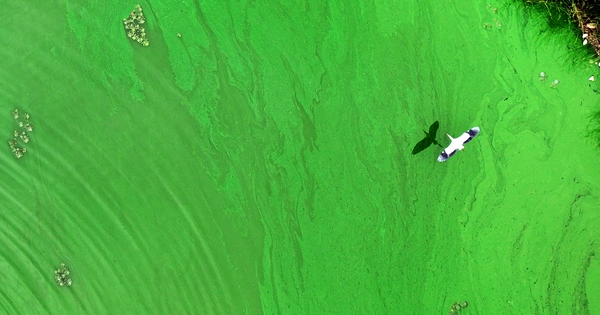 임열수 부장의 ‘멸종위기종 황새의 녹색비행(?)’ 네이처 부문 최우수상.