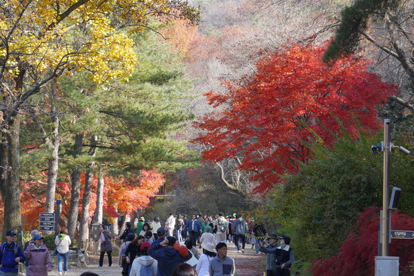 울긋불긋 단풍나무 아래 눈부신 가을 정취