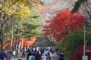 [서울대 안양수목원 탐방기] 울긋불긋 단풍나무 아래 눈부신 가을 정취에 흠뻑