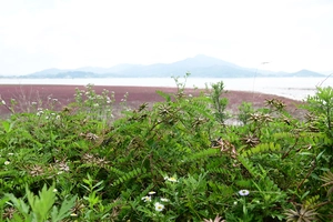 석모도 자생 ‘강화황기’ 브랜드화… 국립수목원-강화군 연구 협약