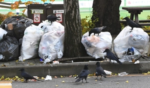 [영상+] 수원 점령한 ‘검은 무리’… 또 길거리 무차별 테러