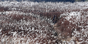  안성천 춤추는 억새밭