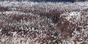 [포토] 안성천 춤추는 억새밭
