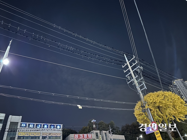 수원시 영통구 아주대삼거리에 설치된 전깃줄에 떼까마귀 수십마리가 앉아 있다. 2025.11.11 /목은수기자wood@kyeongin.com