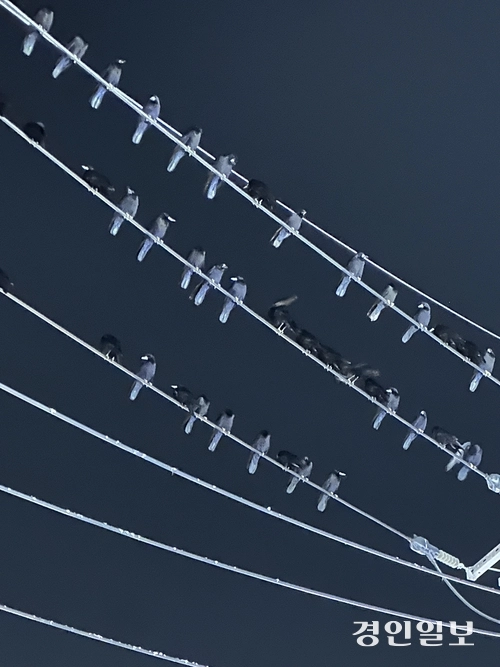 수원시 영통구 아주대삼거리 인근 전깃줄에 떼까마귀 수십마리가 앉아 있다. 2025.11.11 /목은수기자wood@kyeongin.com