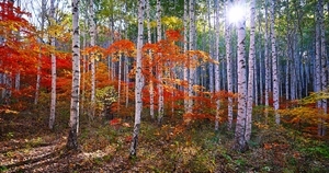[新팔도핫플레이스] 사계절 내내 색다른 매력 ‘인제 원대리 자작나무숲’