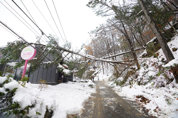 광주시는 지난해 11월 내린 폭설로 400억원대 재산피해가 발생했다. 사진은 폭설로 쓰러진 나무들. /광주시 제공