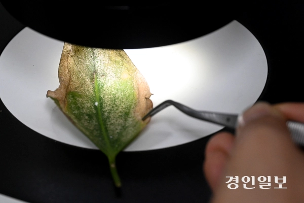 20일 오후 수원시 권선구 반려식물병원에서 직원이 식물의 상태를 진단하고 있다. 2025.11.20 /최은성기자 ces7198@kyeongin.com