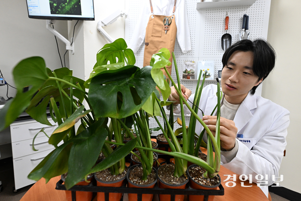 최근 취미로 반려식물을 키우는 시민들이 증가하면서 수원시에 반려식물병원이 등장해 눈길을 끌고 있다. 20일 오후 수원시 권선구 반려식물병원에서 직원이 식물의 상태를 진단하고 있다. 2025.11.20 /최은성기자 ces7198@kyeongin.com