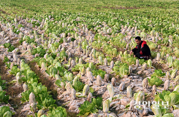 김장철을 맞아 배추 수요가 늘고 있는 가운데 24일 오전 평택시 진위면 한 들녘에 지속된 가을장마와 이상기후 등으로 무름병과 뿌리썩음병 피해를 입어 수확을 포기한 배추가 방치돼 있다. 2025.11.24 /임열수기자 pplys@kyeongin.com