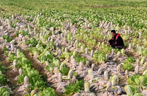 [포토] ‘수확 포기’ 애끓는 농심