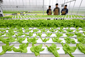 [현장르포] 청년들이 이끌어가는 농업 ‘위드팜’