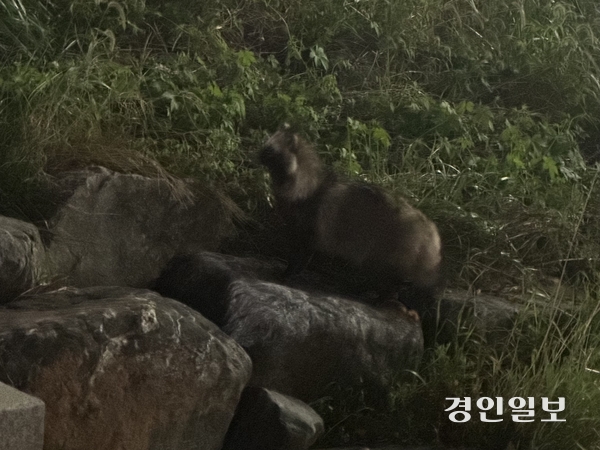 안양시 동안구에서 발견된 야생너구리. 2025.10.3 /마주영기자 mango@kyeongin.com