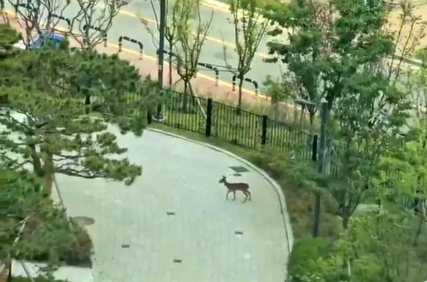 화성 동탄신도시에서 발견된 고라니. /독자 제공