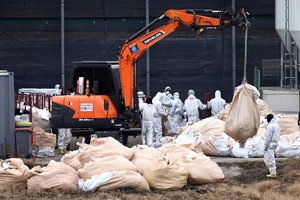 [포토] 평택 산란계농장 AI 항원 검출 살처분