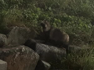 고라니·너구리 도심 출몰… 인간도 동물도 괴롭다