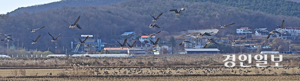 3일 오후 인천시 강화군의 한 논밭에서 겨울철새 큰 기러기 무리가 휴식을 취하고 있다. 농림축산식품부는 최근 경기도 화성과 평택의 산란계 농장에서 발생한 고병원성 조류인플루엔자를 인체 감염 가능성이 높은 바이러스로 보고 접촉 가능성이 있는 철새도래지 등 출입을 삼가고, 전국의 가금 농장에서 출입 차량 소독, 축사 출입 전 전용 장화 갈아신기, 기계·장비 등을 축사 내 반입 시 세척 및 소독조치 등 방역수칙을 철저히 준수해 줄 것을 강조했다. 2025.12.3 /조재현기자 jhc@kyeongin.com