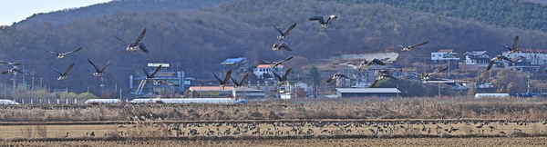 조류인플루엔자 주의보