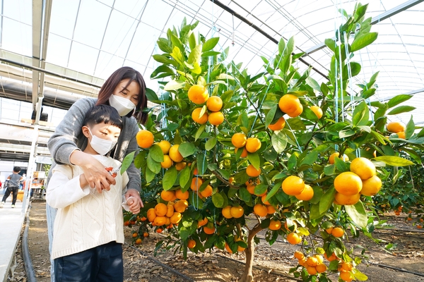 광주에서 감귤 재배가 한창인 가운데 수확을 직접 체험해보려는 시민들도 늘고 있다. /광주시농업기술센터 제공