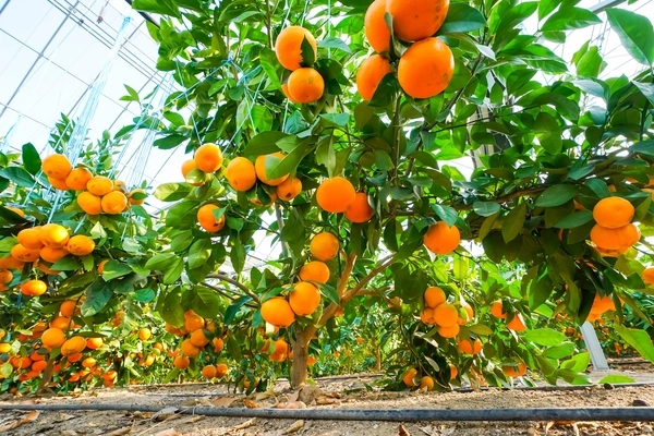 광주에서 감귤이 새로운 히트작물로 떠오르고 있다. 지난해보다 올해 수확량도 더욱 늘어날 것으로 전망된다. /광주시농업기술센터 제공