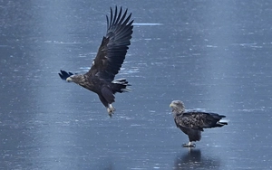 [포토] 흰꼬리수리의 여유