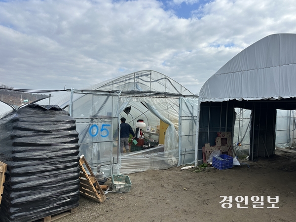 이천시의 한 이주노동자가 작업하기 위해 비닐하우스 안으로 들어가고 있다. 2025.12.20 /목은수기자wood@kyeongin.com