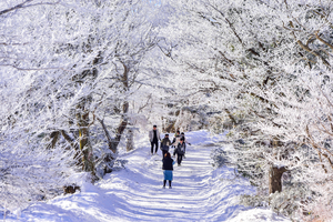 [新팔도핫플레이스] ‘눈꽃 명소’ 한라산 1100고지