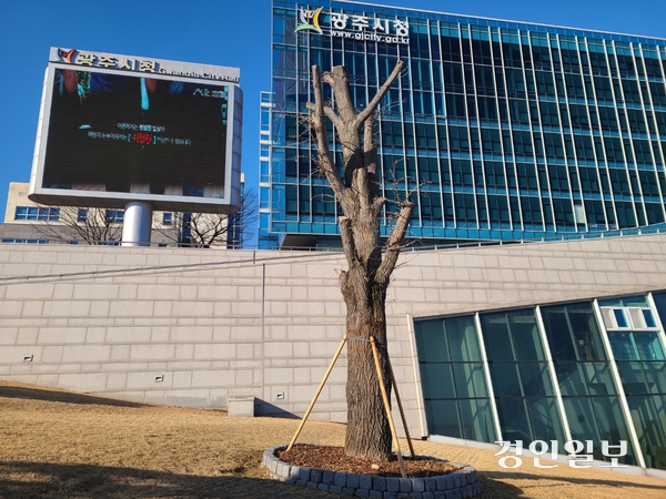 지난해 11월 광주시청 WASBE광장 잔디공원으로 이전 식재된 수령 110년생의 은행나무. 한때 구 시청사의 상징물로 여겨지던 은행나무였다. 광주/이윤희기자 flyhigh@kyeongin.com