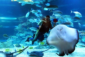 [포토] 수조 닦는 다이버와 ‘인싸 가오리’