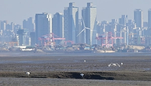 [포토] 강화 갯벌 찾아온 두루미