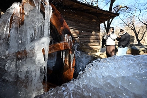 [포토] 한파에 물레방아 휘감은 고드름