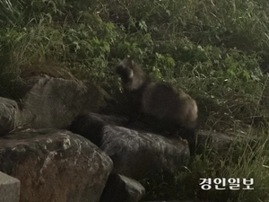 도심으로 떠밀린 야생동물, 4년간 3352마리 내려왔다