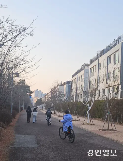 김포시 운양동 보행자도로 선형공원에 식재된 배롱나무 절반 가량이 고사된채 방치되고 있다. 2026.1.19 김포/김연태기자 kyt@kyeongin.com