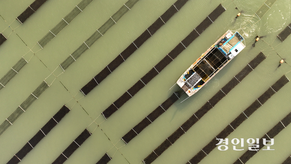 2024년 10월부터 지난해 1월까지 폐기된 물김은 314t이다. K푸드 수출이 사상 최대치를 갱신하고 있지만 도내 김 양식 어가들은 씁쓸하다. 사진은 화성시 궁평항 일대 김양식장에서 어부들이 김을 수확하는 모습. /경인일보DB