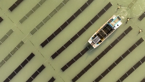 [사설] 최고 품질의 경기도 김이 버려지고 있다