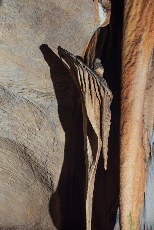 고수동굴 방패 종유석.