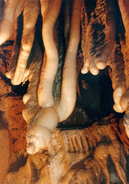 단양 고수동물 인삼 종유석. /고수동굴 제공