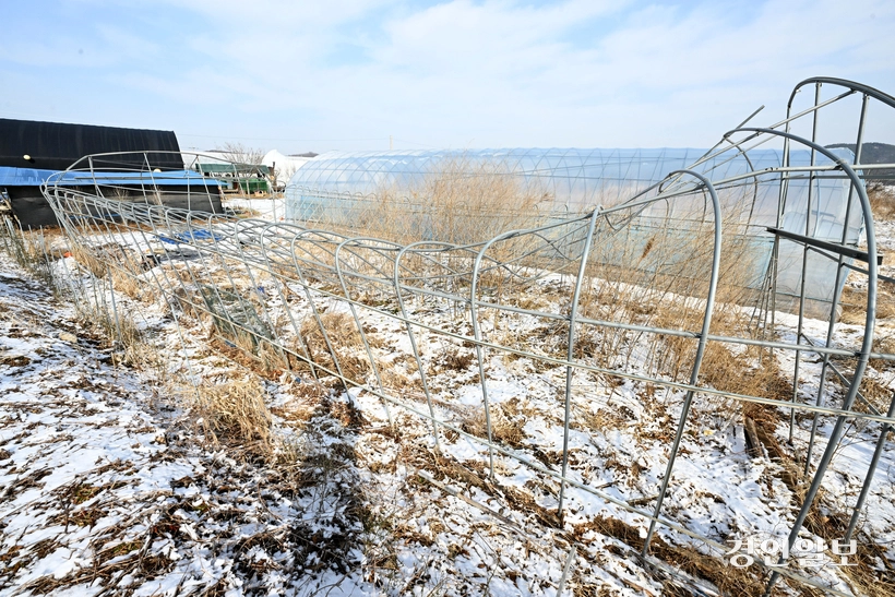 20일 용인시 처인구 남사화훼단지의 한 비닐하우스가 재작년 습설로 무너진 채 방치되고 있다. 농장주 박임영씨는 재작년 예상치 못한 폭설로 인해 일상생활이 멈췄고, 올해 역시 자재비 상승으로 복구할 엄두를 내지 못하고 있다고 호소했다. 2026.1.20 /최은성기자 ces7198@kyeongin.com