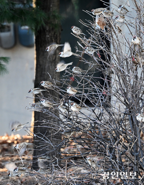 최강한파가 이어진 22일 오전 화성시 반송동 가로수 나뭇가지에 참새들이 옹기종기 모여 앉아 있다. 2026.1.22 /임열수기자 pplys@kyeongin.com