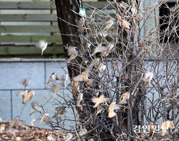 최강한파가 이어진 22일 오전 화성시 반송동 가로수 나뭇가지에 참새들이 옹기종기 모여 앉아 있다. 2026.1.22 /임열수기자 pplys@kyeongin.com