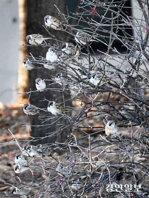 최강한파가 이어진 22일 오전 화성시 반송동 가로수 나뭇가지에 참새들이 옹기종기 모여 앉아 있다. 2026.1.22 /임열수기자 pplys@kyeongin.com
