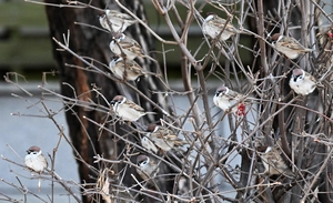 [화보] 한파 견디는 참새무리