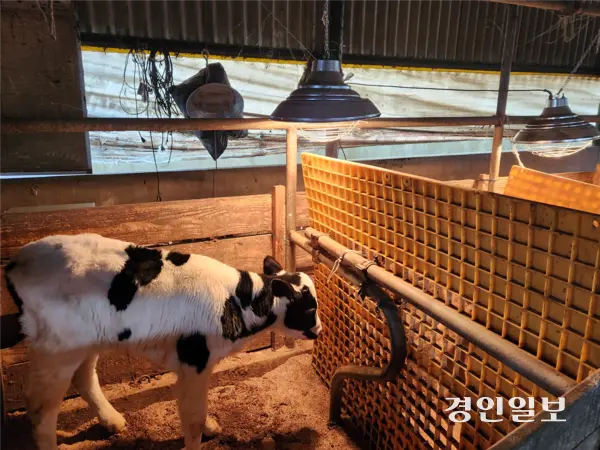 화성시 정남면의 한 축사에 있는 송아지가 보온등으로 체온을 유지하고 있다. 2026.1.23 /김형욱기자 uk@kyeongin.com