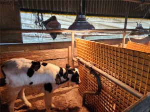 [현장르포] “송아지 추울라” 경기도 축산 농가들 톱밥·보온등 동원 고군분투